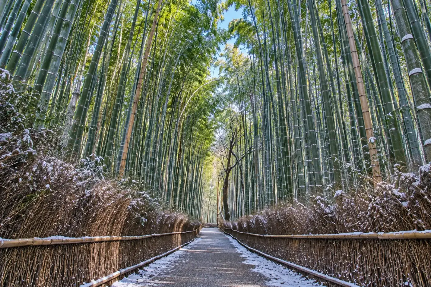 嵐山竹林與渡月橋