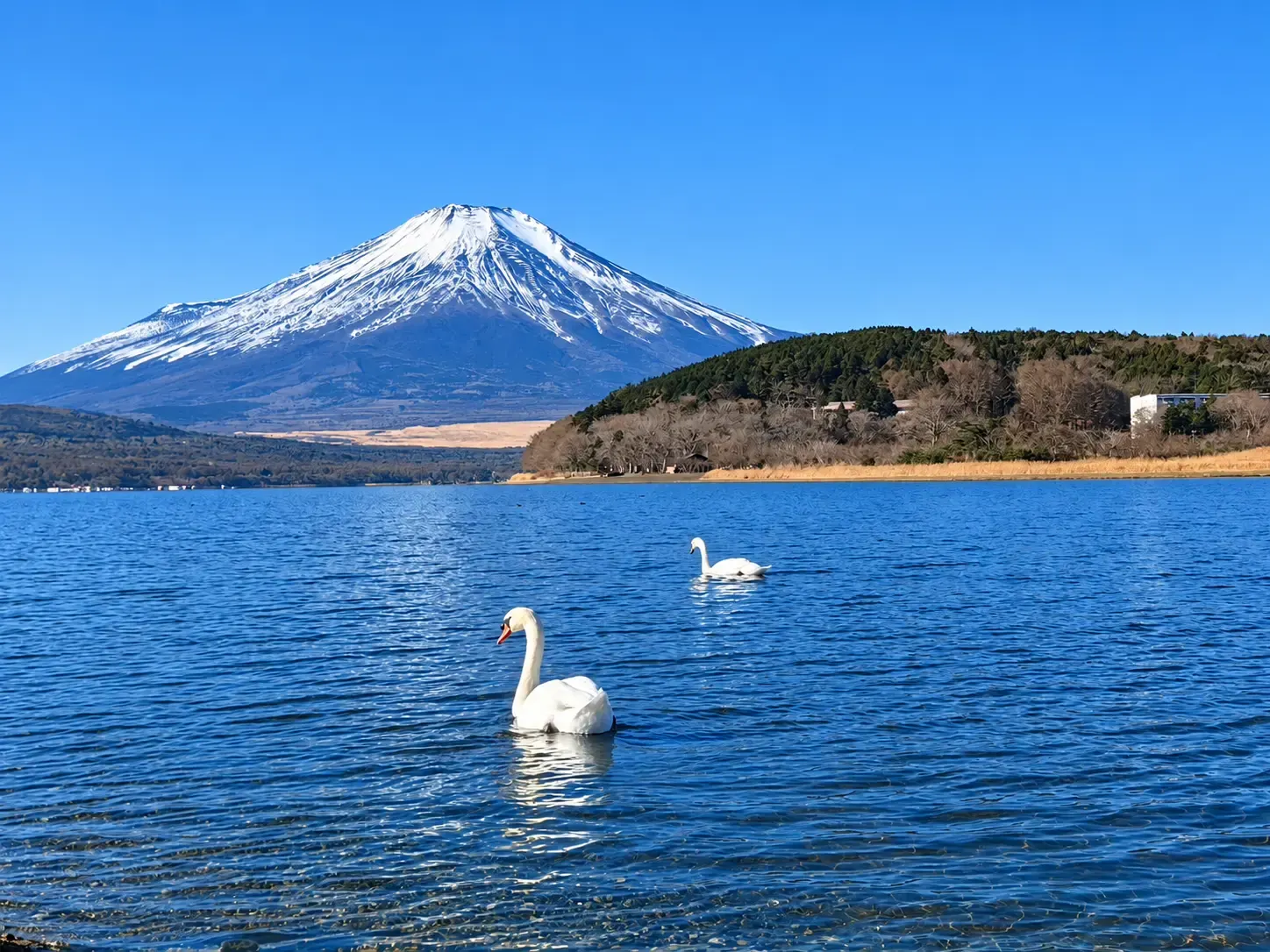 東京・河口湖・箱根蘆之湖・鎌倉・川越小江戶